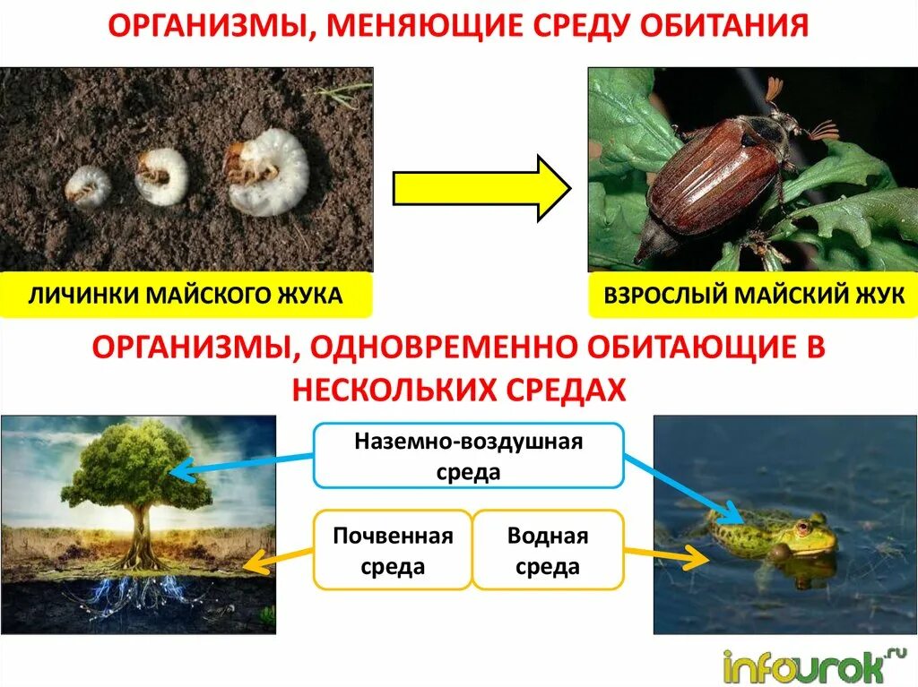 Какие среды обитания освоила груша. Среды жизни планеты земля. Среды обитания живых организмов. Среды жизни организмов. Биология среды жизни планеты земля.