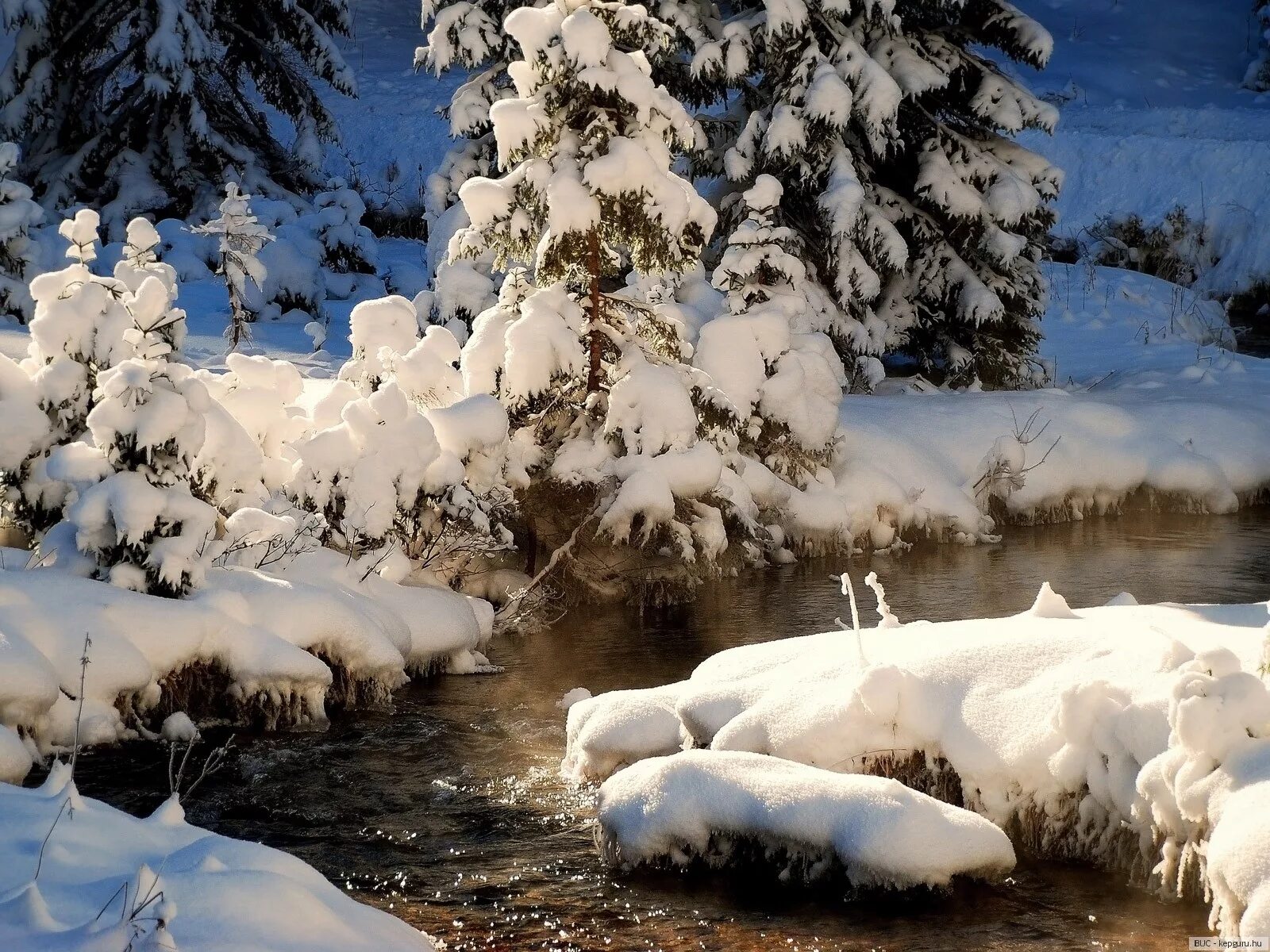 Картинка зимний период. Зимняя природа. Зима в живой природе. Зимняя Живая природа. Чудеса зимней природы.