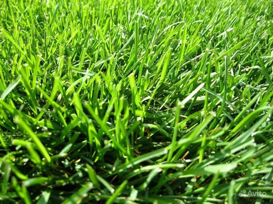Мятлик луговой балин. Мятлик луговой для газона. Мятлик луговой. Овсяница, райграс, фестулолиум. Тимофеевка мелколистная.