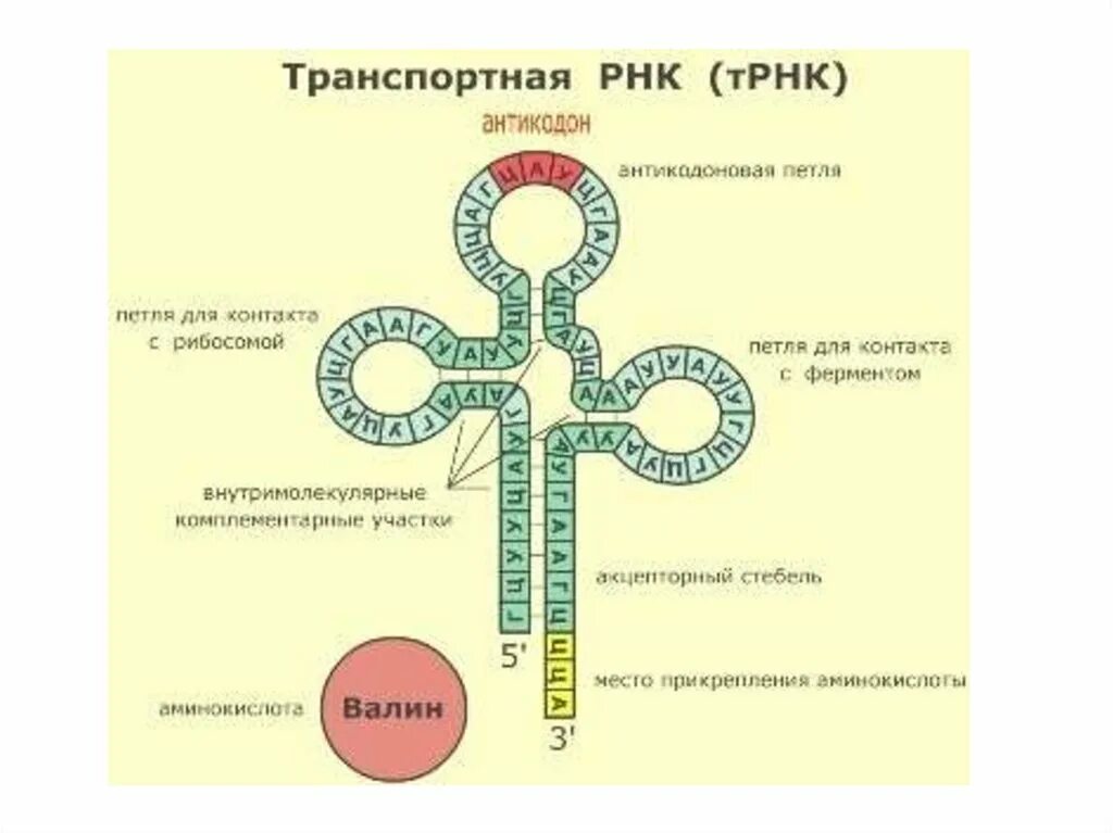 Строение транспортной РНК. Структура ТРНК схема. Строение т РНК биохимия. Строение молекулы транспортной РНК.