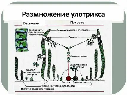 Преобладающие растения водорослей