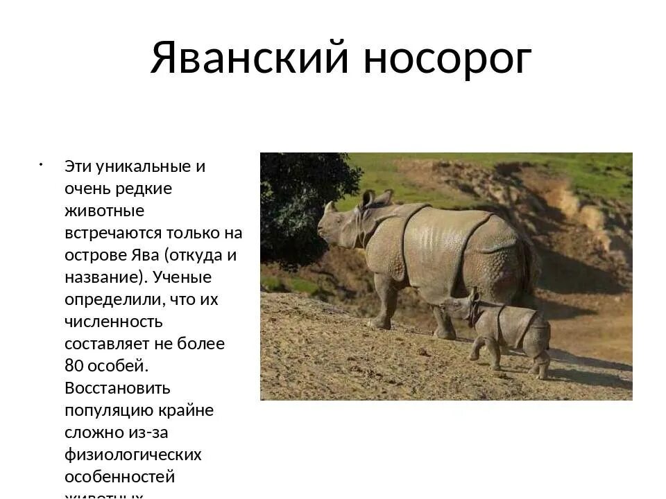 Носорог внесен в красную книгу. Яванский носорог описание. яванский носорог красная книга. яванский носорог численность. белый яванский носорог.