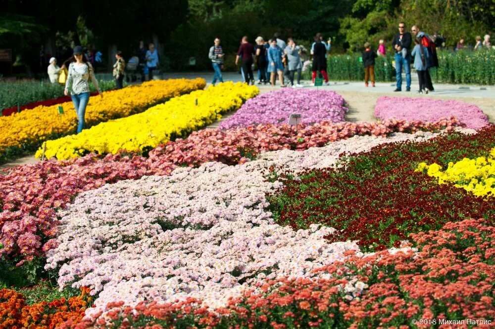 Никитинский сад хризантемы. Крым никитский ботанический сад бал хризантем. Никитский ботанический сад в крыму. Свадьба в никитском ботаническом саду. Бал хризантем в крыму 2022.