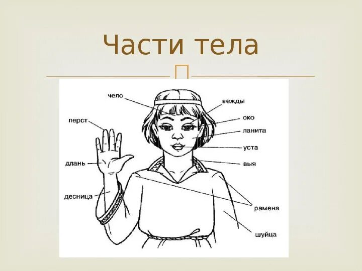 Устаревшие слова. Устаревстаревшие слова. Устаревшие слова рисунки. Устаревшие слова конспект урока.