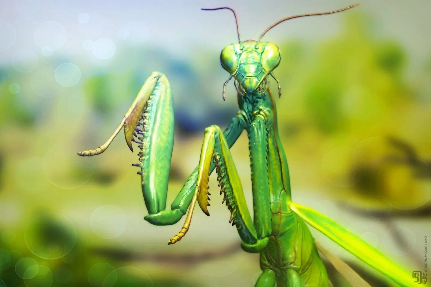 Богомол язык. Богомол обыкновенный (Mantis religiosa). Богомол Mantis religiosa самка. Земляной богомол. Богомол Pseudocreobotra wahlbergii.