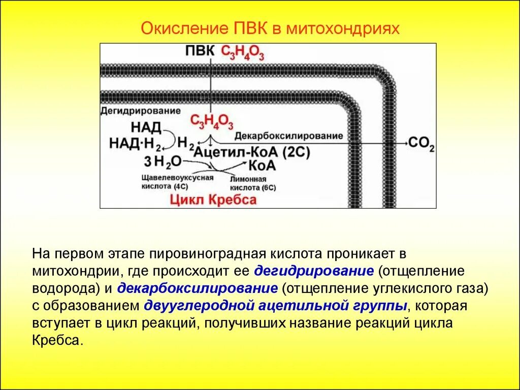 Окисление дыхания. Кислородный этап в митохондриях схема. Процессы происходящие в митохондриях. Окисление ПВК В митохондриях. Пировиноградная кислота в митохондрии.