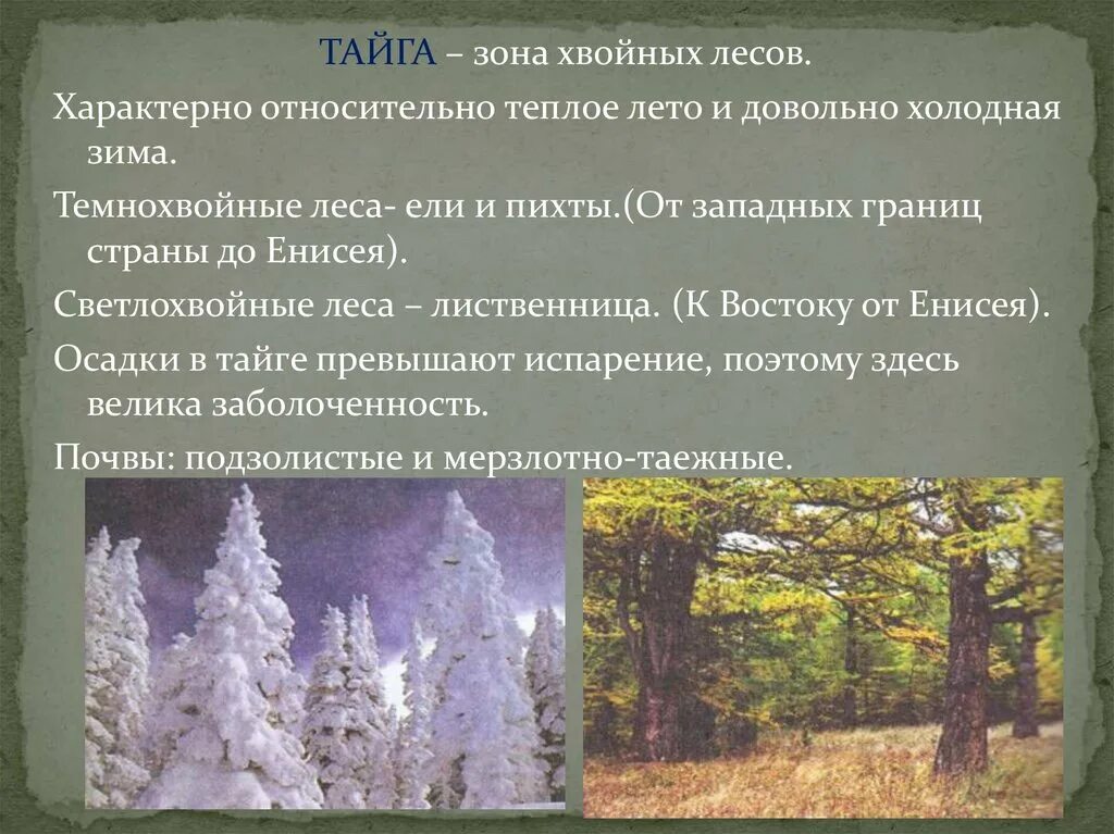Какие почвы характерны для лесной зоны поволжья. Зона хвойных лесов. природные зоны россии тайга. зона хвойных лесов осадки. темнохвойные и светлохвойные леса.