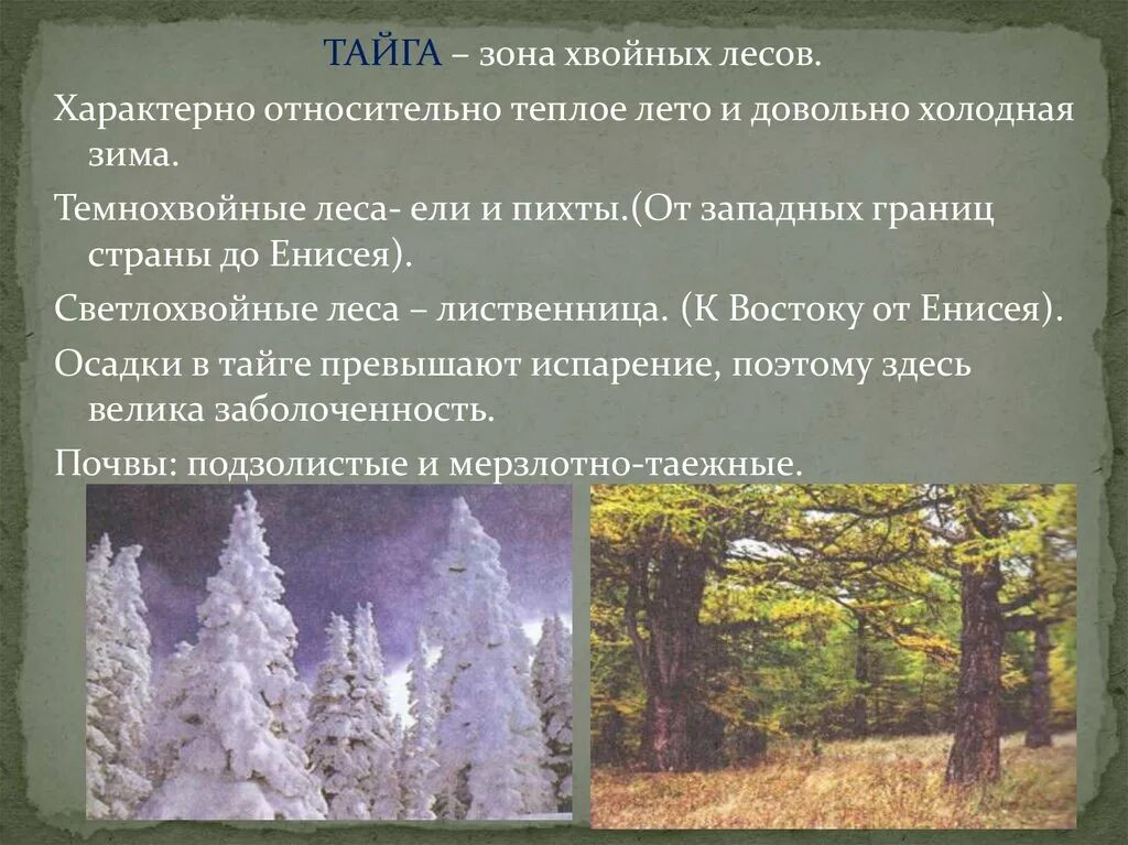 В тайге зима холодная лето теплое. Зона хвойных лесов. Зона тайги зима холодная лето теплое ?. Зона хвойных лесов осадки. Зона хвойных лесов климат.