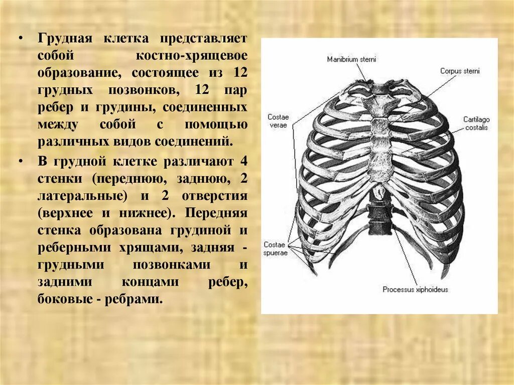 Выберите три правильных ответа грудную клетку образуют