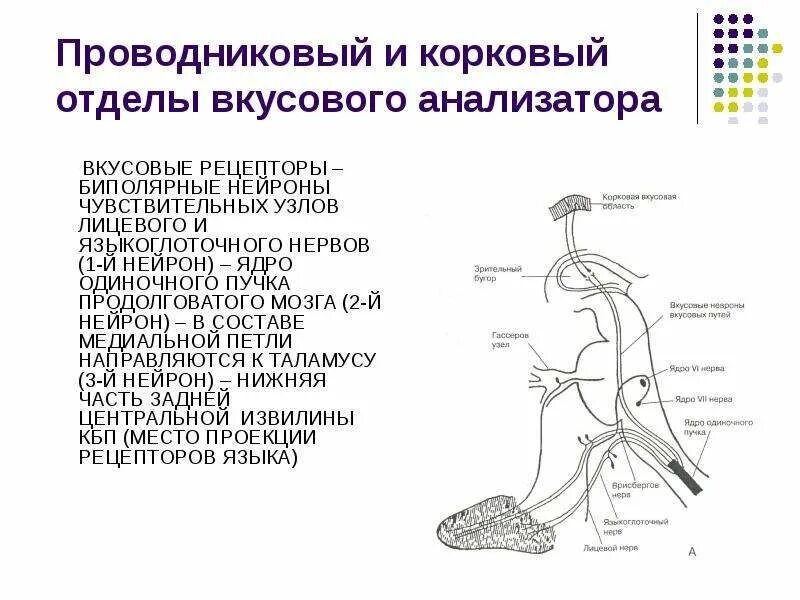 Нервы проводникового отдела вкусового анализатора. Функция проводникового отдела вкусового анализатора. Схема проводящих путей вкусового анализатора. Проводящий путь вкусового анализатора 1 Нейрон.