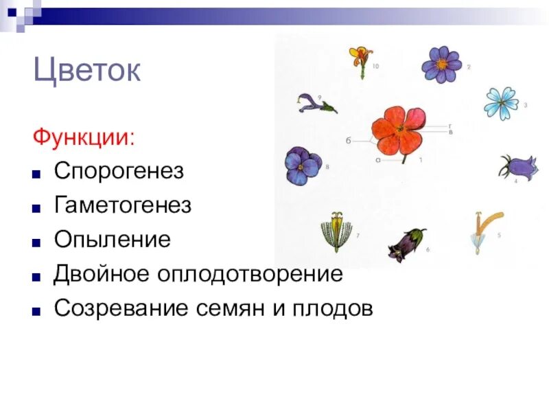 Какую функцию выполняет цветок кратко. Функции цветка растения. Цветок выполняет функцию. Цветок строение и функции. Орган растения цветок функции.