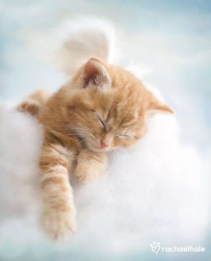 Пушистые котята спят. Пушистых снов. Спящий котенок. Спокойный котик. Котенок. Спокойной ночи!.