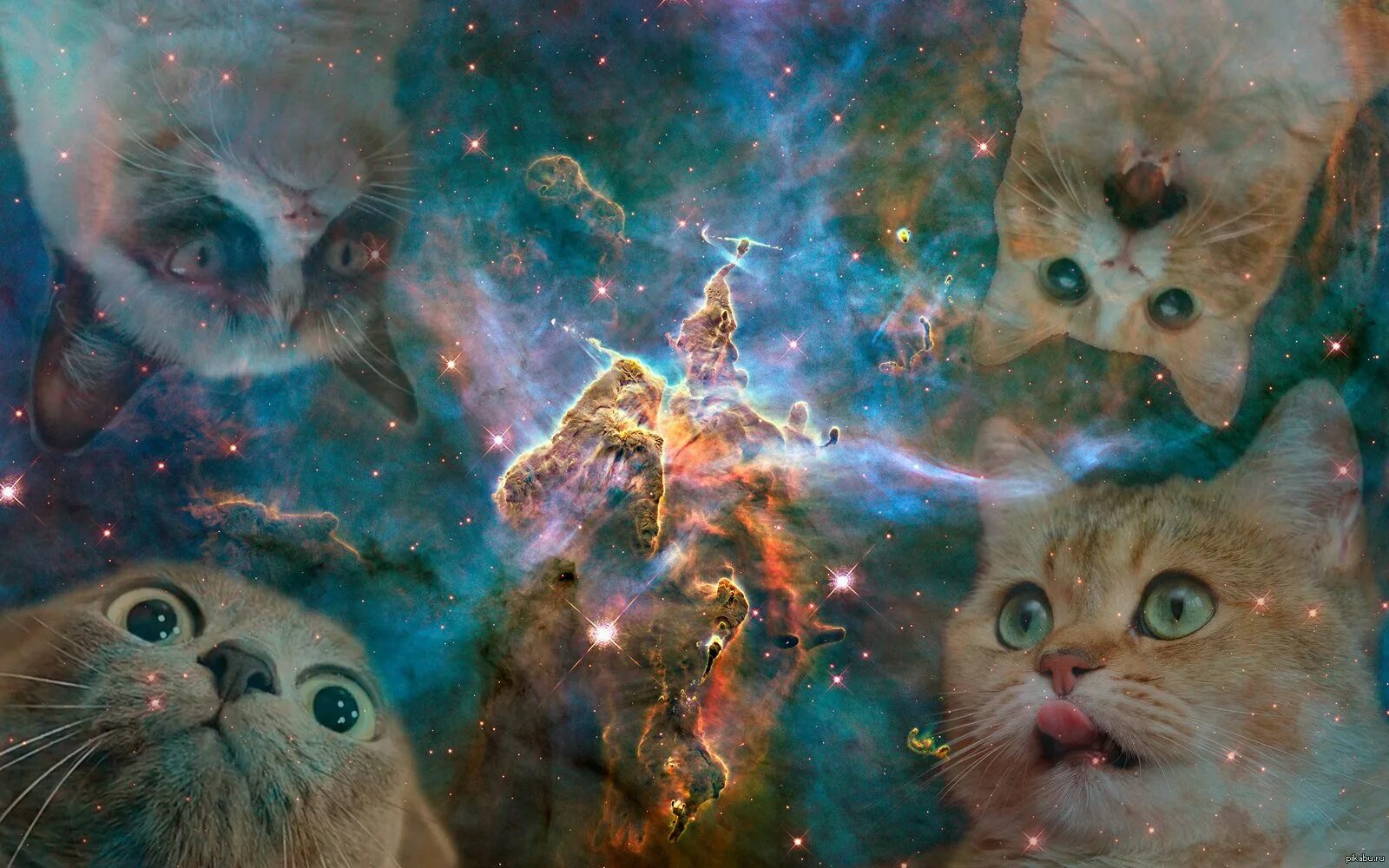 Космический кот. Котик в космосе. Кот на фоне космоса. Космический кот арт.