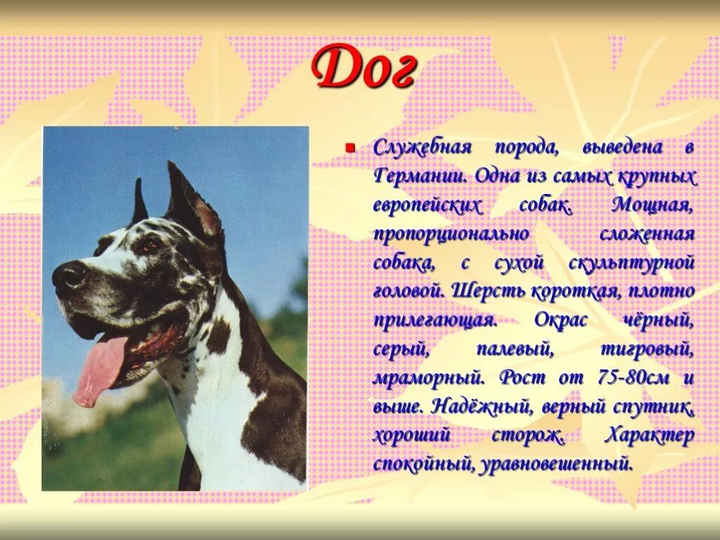 Описание собаки. Рассказать о породе собак. Собака кратко. Служебные собаки описание.