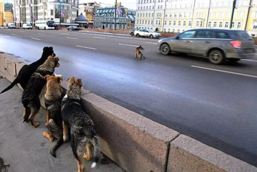 Собаки бегают за машиной. Собака через дорогу. Собака перебегает дорогу.