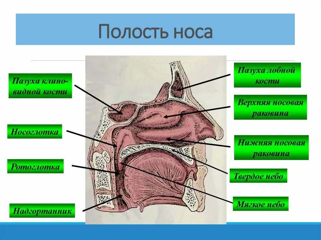 Функции носовой полости. Перечислите функции носовой полости. Функции полости носа. Основные функции носовой полости.