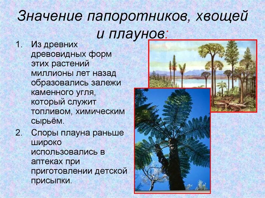 Древовидные папоротники хвощи и плауны. Папоротников плаунов хвощей. Значение папоротников. Значение плаунов хвощей и папоротников
