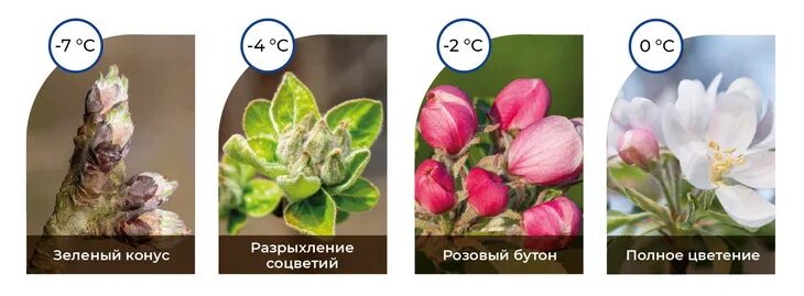 Фаза розовый бутон. Розовый конус у деревьев это что. Фаза зеленого конуса. Стадии зеленый конус розовый бутон. Фаза зеленый конус у деревьев.