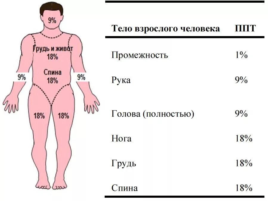 Вес частей тела человека в процентах. Распределение веса человека по частям тела. Сколько весит нога человека. Соотношение массы частей тела. Тело насколько