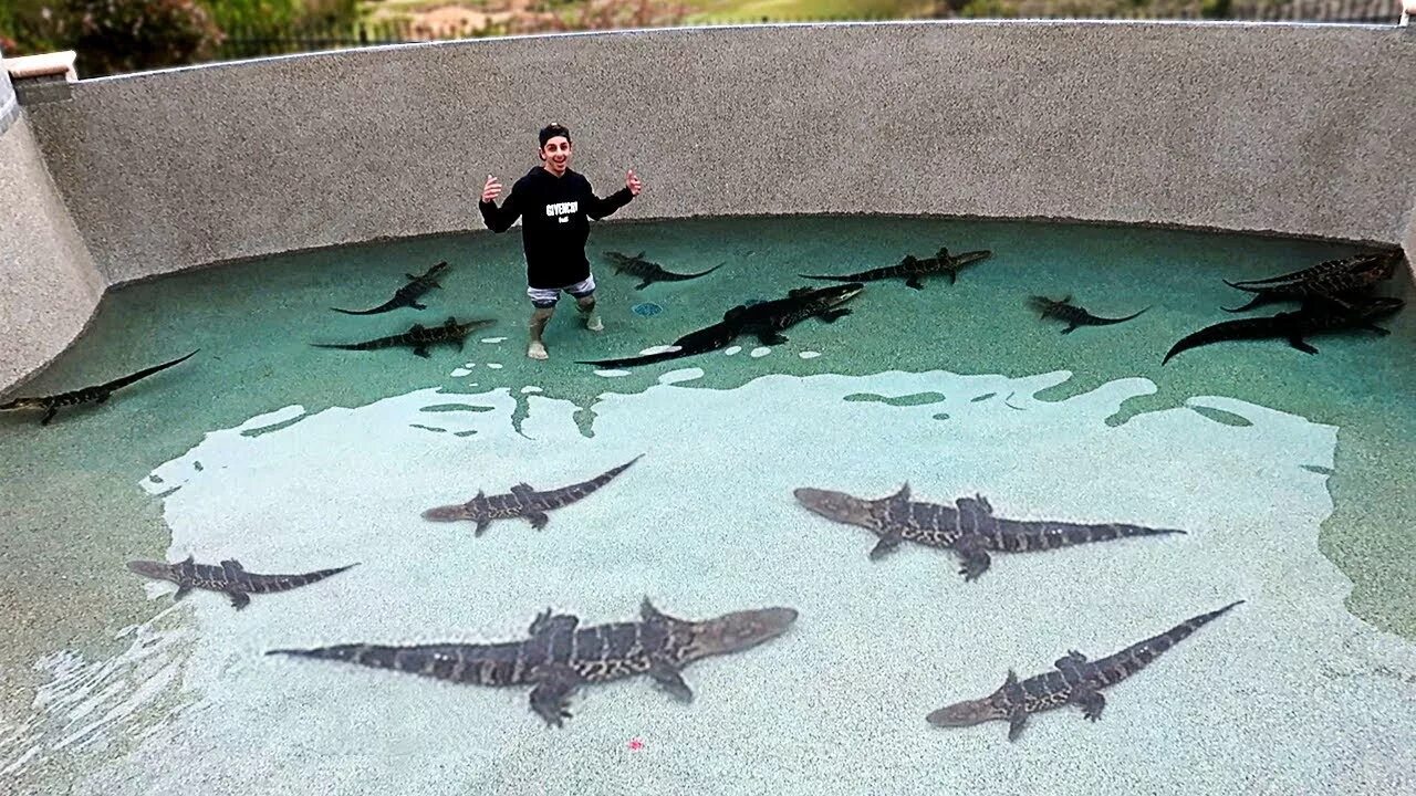Filled my. Крокодилы живые бассейне. Coach Crocodile swimming.