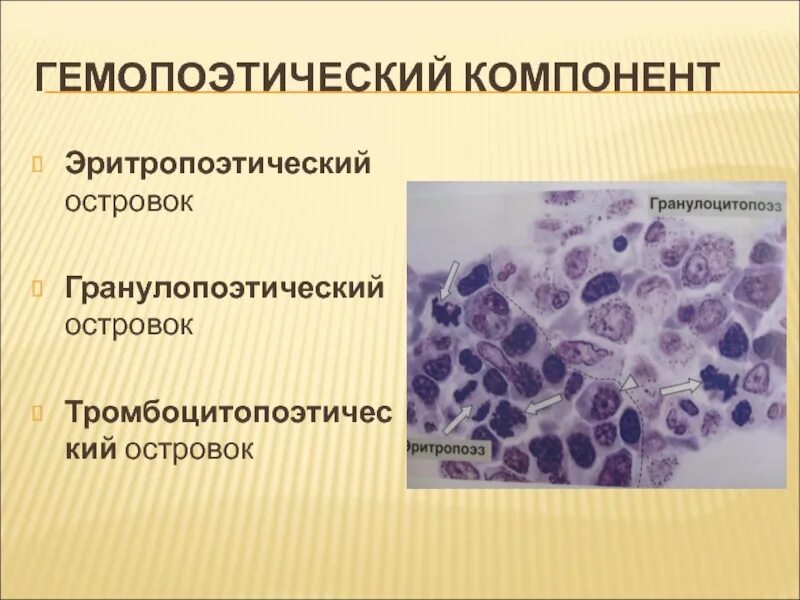 Роль гистологии