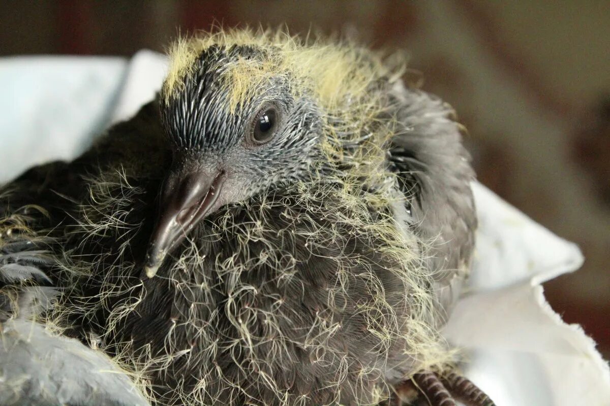 Худой голубь. Вяхирь самка. Молодой вяхирь. Молодой голубь. Голубь подросток.
