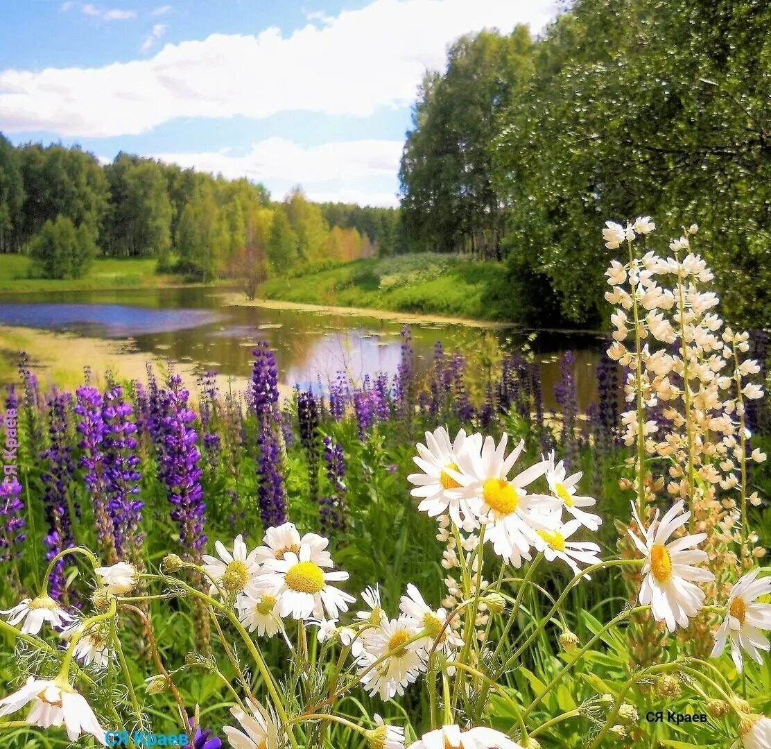 Лето в россии станет. Фотопейзажи Сергея Краева. Летний пейзаж. Пейзаж лето. Цветущие Луга.