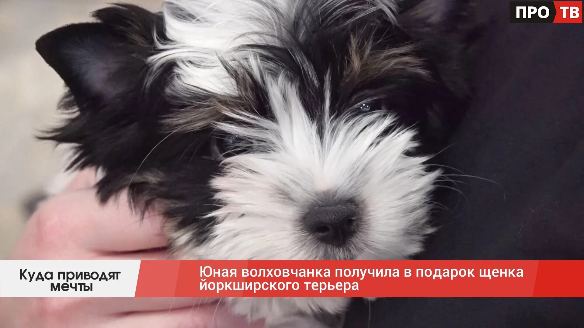Подарили собачку а ей 14 нет даже. Подарили собачку а ей 14 нет даже