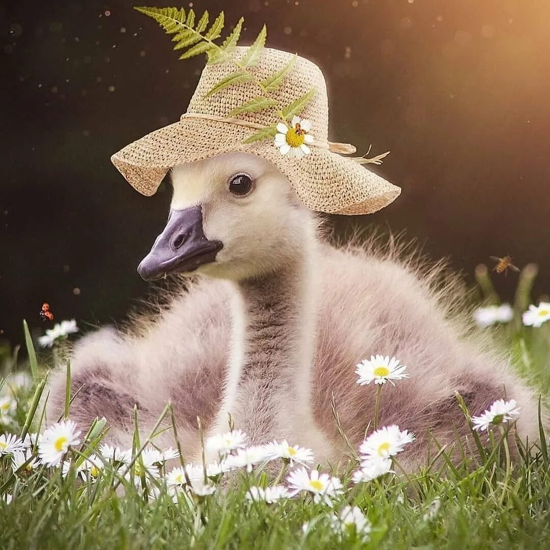 Много гусей. Гуси утром. Гуси утром. Гуси утром. Гуси идут гуськом.