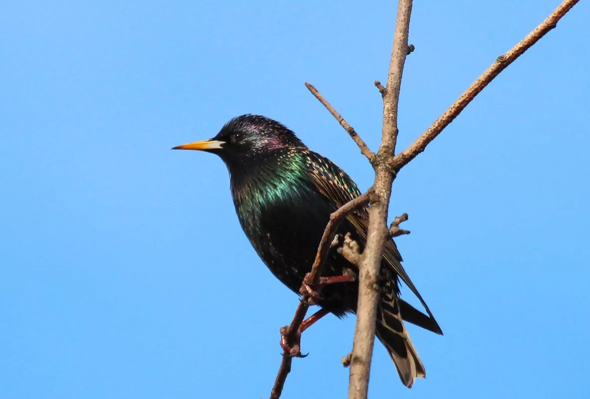 песня скворец. дрозд обыкновенный скворец. это скворушка черная головушка это злой орлан. скворец. скворцы прилетели.