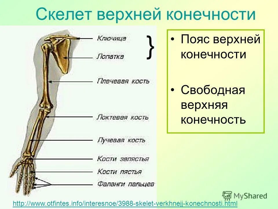 Сколько конечностей верхних конечностей