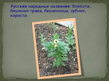 Белены объелась это что