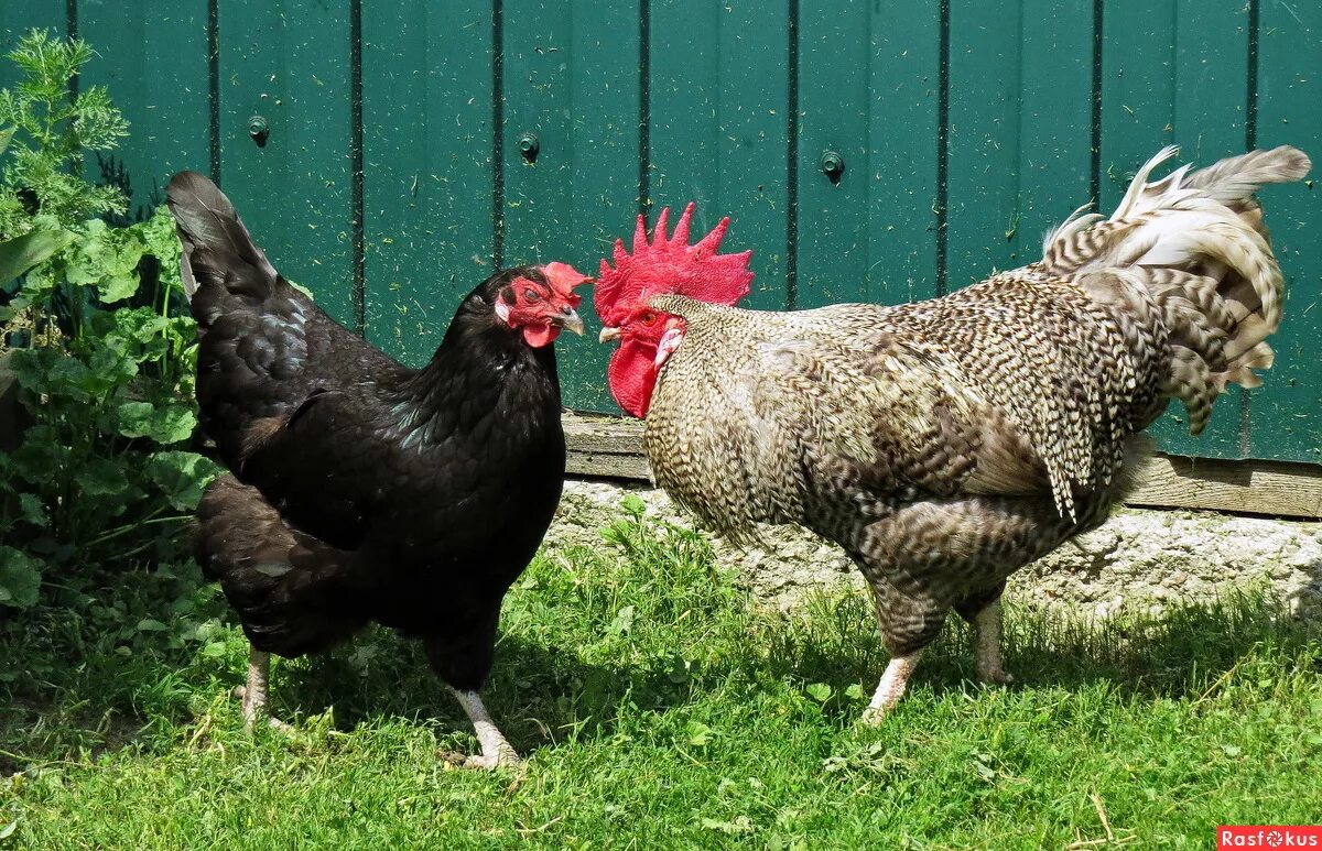 куры ротайланды. куры несушки в свердловской. свердловская птицефабрика,куры несушки. барьер для кур несушек. куры несушки в свердловской.