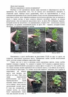 Когда можно высаживать хризантемы в грунт