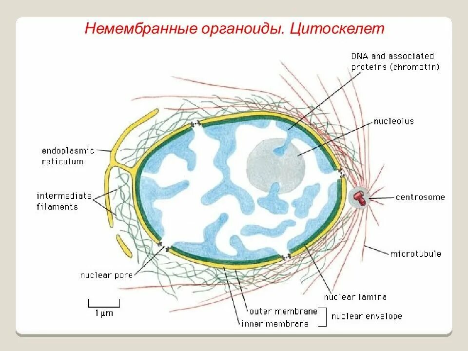 Цитоскелет на рисунке клетки. Цитоскелет двумембранный органоид. Цитоскелет эукариот строение. Немембранные органеллы клетки цитоскелет. Строение цитоскелета клетки.