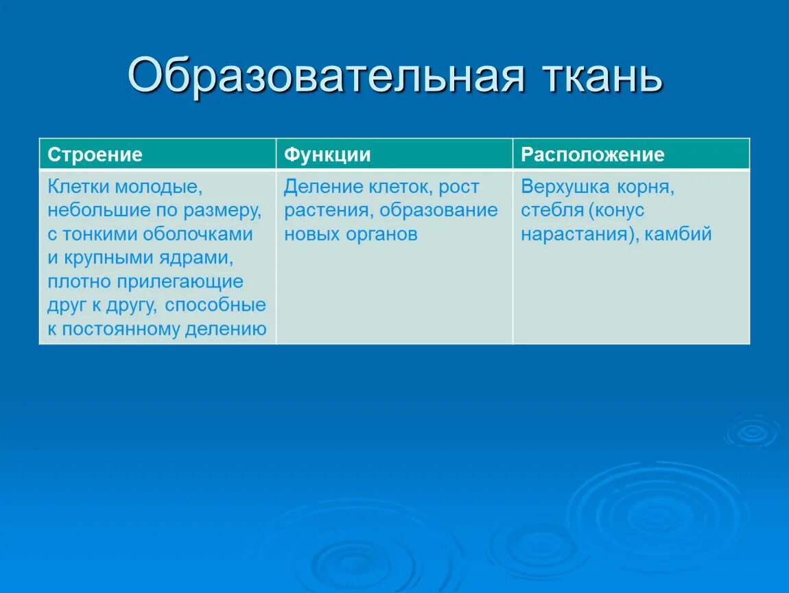 Выполняемая функция образовательной ткани. Образовательные ткани растений строение и функции. Функции образовательной ткани растений. Особенности строения клеток образовательной ткани.