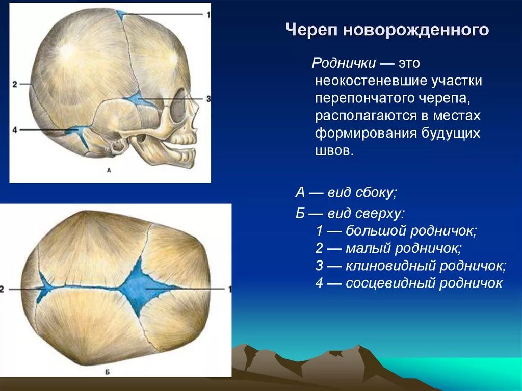 Характеристика родничка. Непарные роднички черепа новорожденного. Роднички у новорожденных анатомия. Череп младенца темечко. Роднички черепа и сроки зарастания.