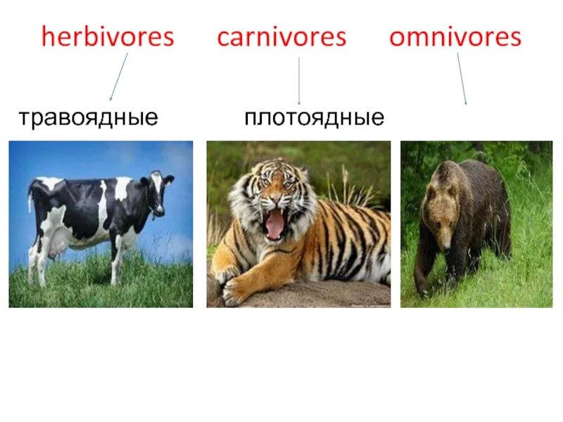Плотоядные животные список животных 4. Травоядные плотоядные и всеядные. хищные и травоядные животные. хищные травоядные и всеядные животные. растительноядные, хищные, всеядные.