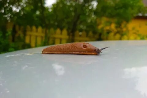 Слизни в москве