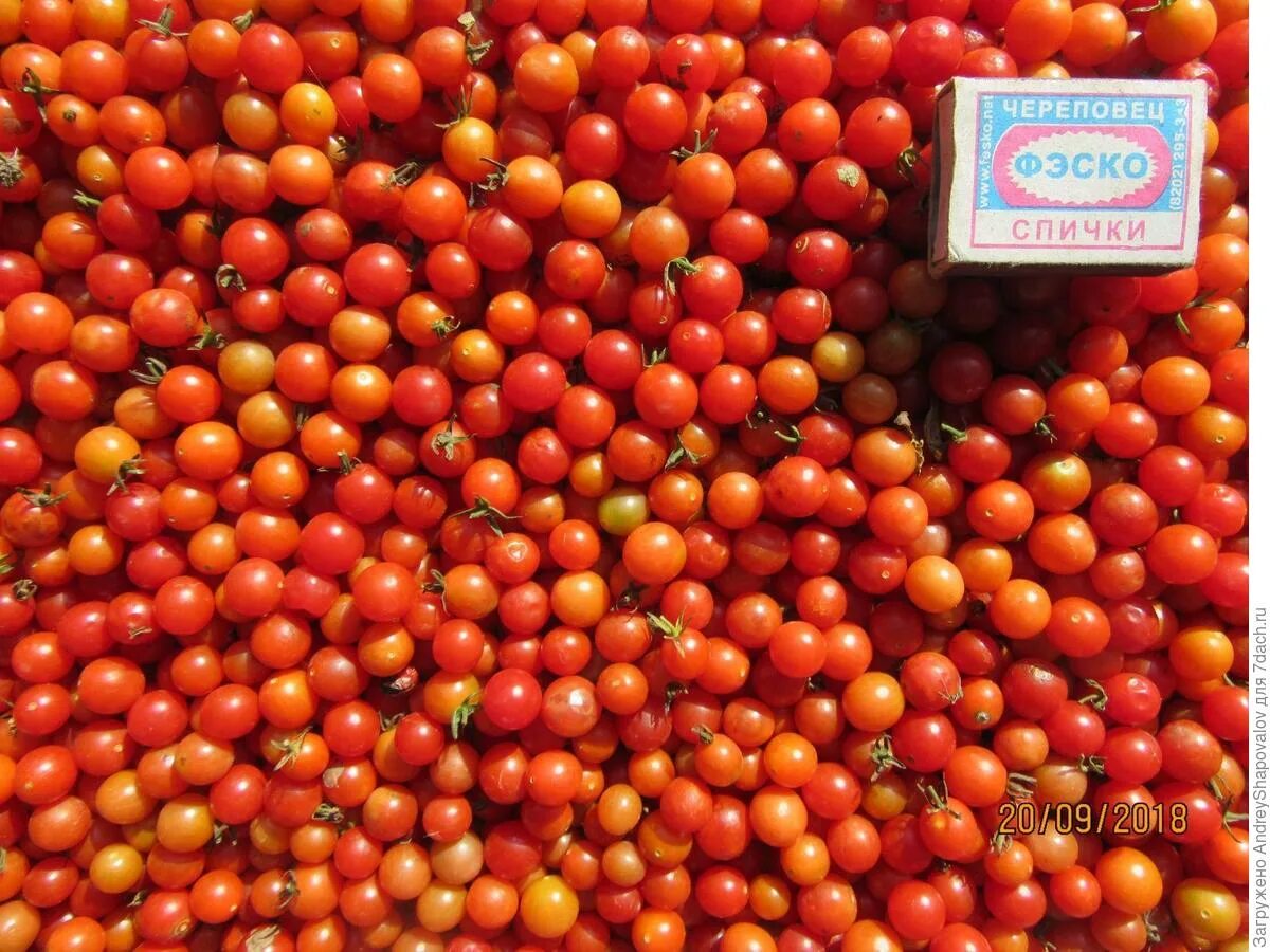 Томат череповец. Размер). Томат череповец. Темрюк сорт помидор. Томат череповец.
