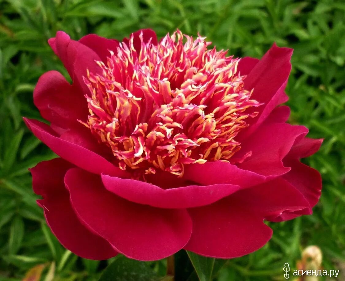 Пион Charles Burgess Магазин EXOTFLOWERS