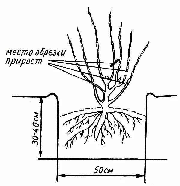 Схема посадки черной смородины весной. Схема посадки крыжовника. Схема посадка кустов смородины весной. Схема посадки саженцы смородины осенью.