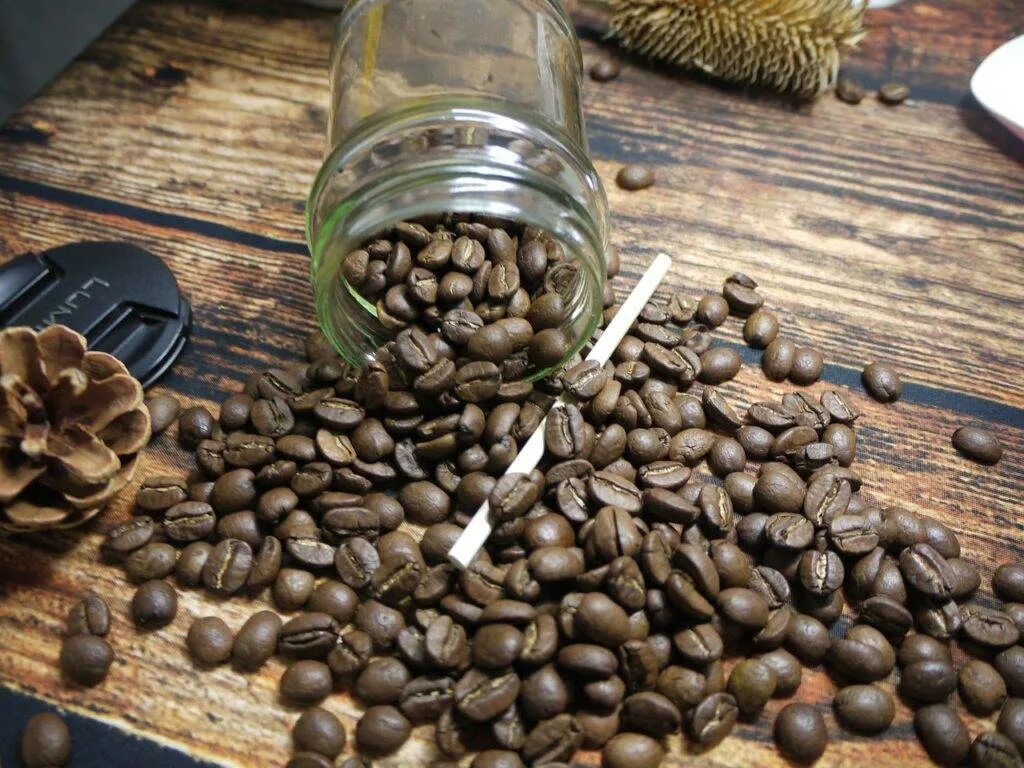 Как получается кофе. Кофе зерновой Арабика и Робуста. Кофейное дерево Эксцельза. Кофейные деревья Арабика и Робуста. Сорта кофе Арабика.