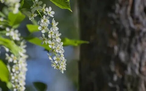 Черемуха похолодание