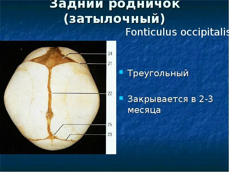 Виды родничков. Роднички черепа. Соединения черепа роднички. Родничок у новорожденных.