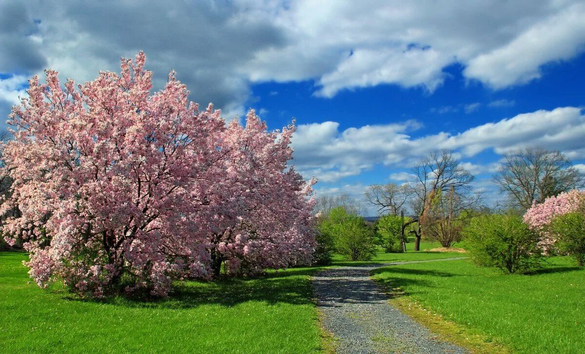Красивое весеннее дерево. Яблоня черри блоссом. Яблоневый сад вишневый сад. Весенний пейзаж.