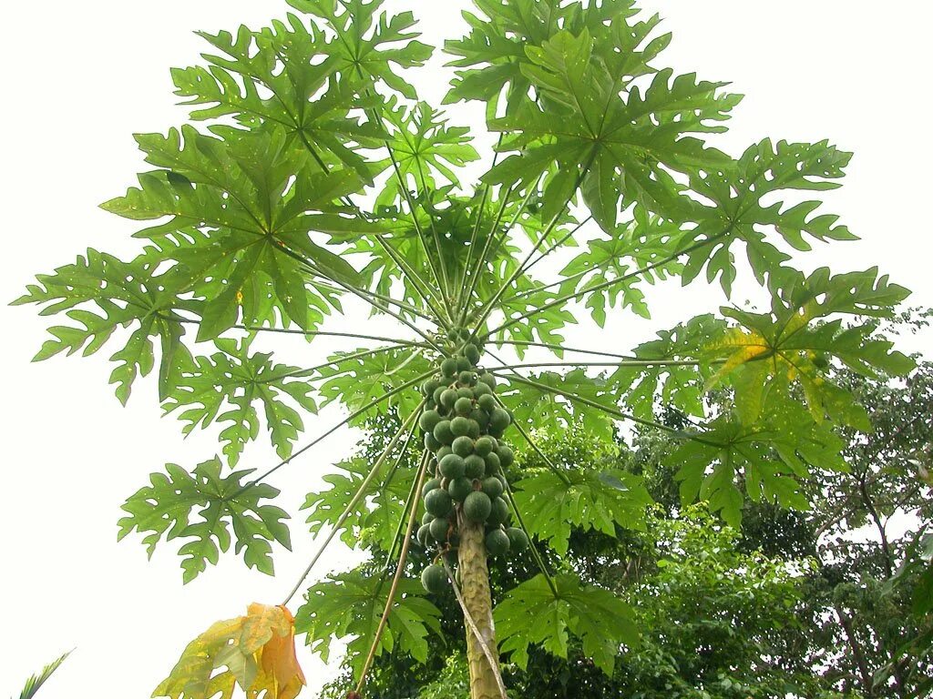 9. папайя плод дынного дерева. дынное дерево пятиугольное. 9. папайя пальма.