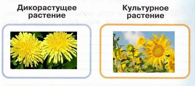 Картинки ДИКОРАСТУЩИЕ ЦВЕТКОВЫЕ РАСТЕНИЯ