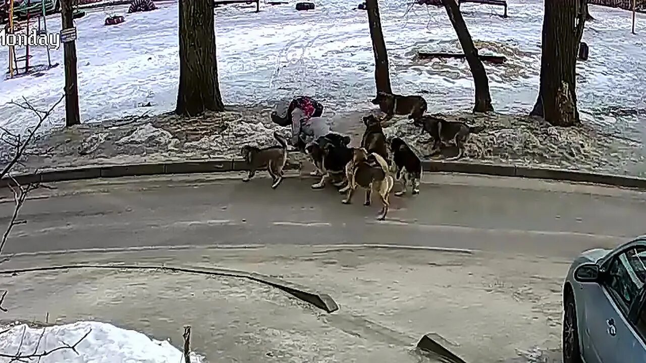 Нападение определенный. Бродячие собаки. Бродячие собаки нападают.