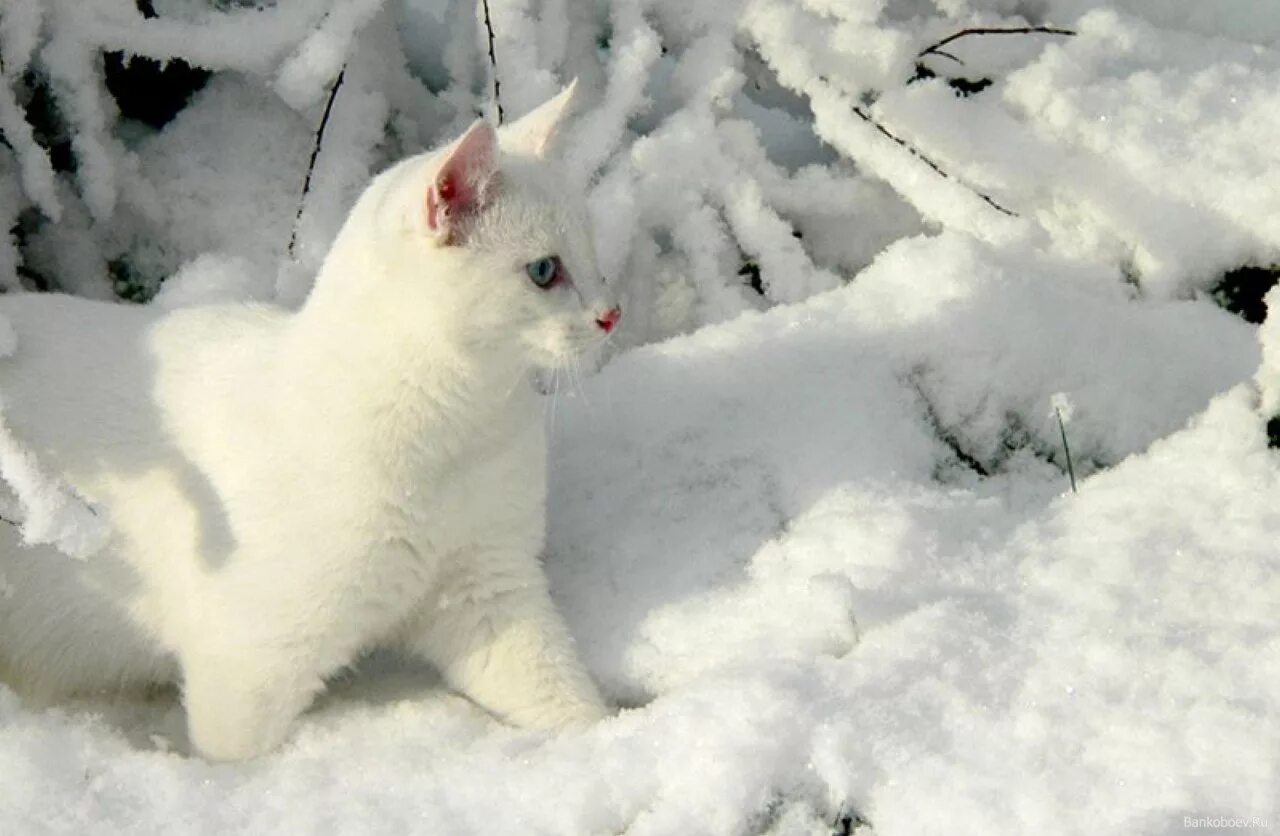 Белый кот в снегу. Белый кот в снегу